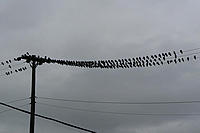Alfred's Birds