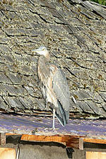 Refuge Cove This Heron is Real
