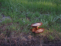 Fungi